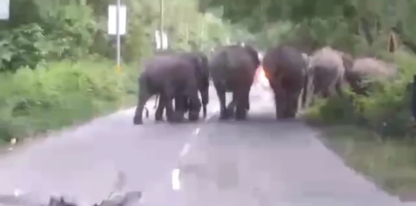 उत्तराखंड में यहां सड़कों पर घूम रहे हैं हाथी, रोड पर दोनों तरफ कई घंटों मार्ग में आवाजाही बंद।