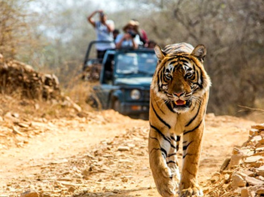 उत्तराखंड में कॉर्बेट नेशनल पार्क आखिरी सफारी के साथ बिजरानी जोन बंद, जून में 36 हजार पर्यटकों ने उठाया लुत्फ।