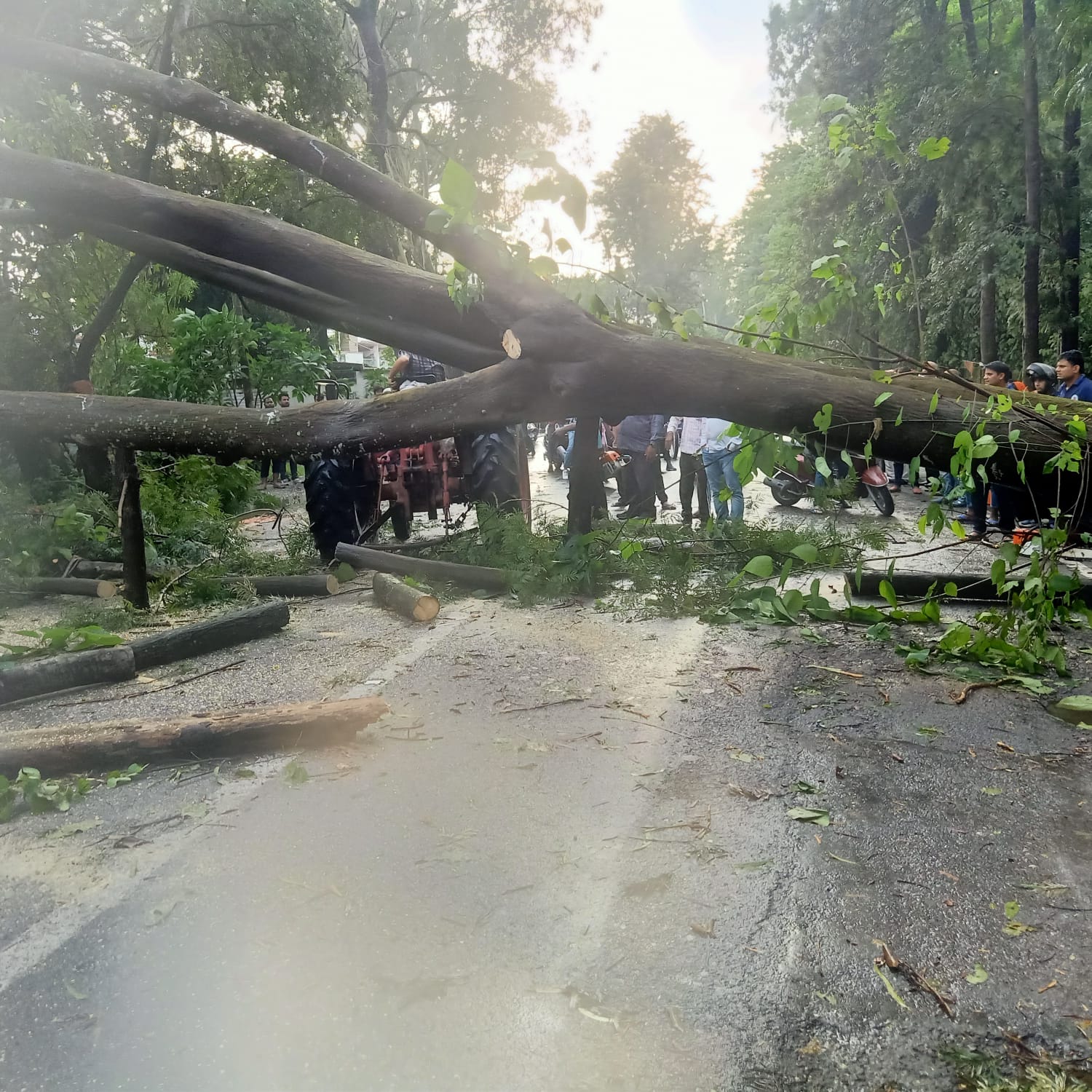 उत्तराखंड में आज यहाँ भरी सड़क पर गिर पड़ा इतना बड़ा पेड, जिससे यातायात बाधित।