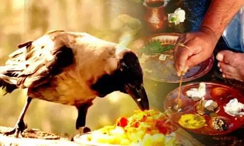 श्राद्ध में कौओं को क्यों खिलाते हैं भोजन क्या है जानिये इसका महत्व।