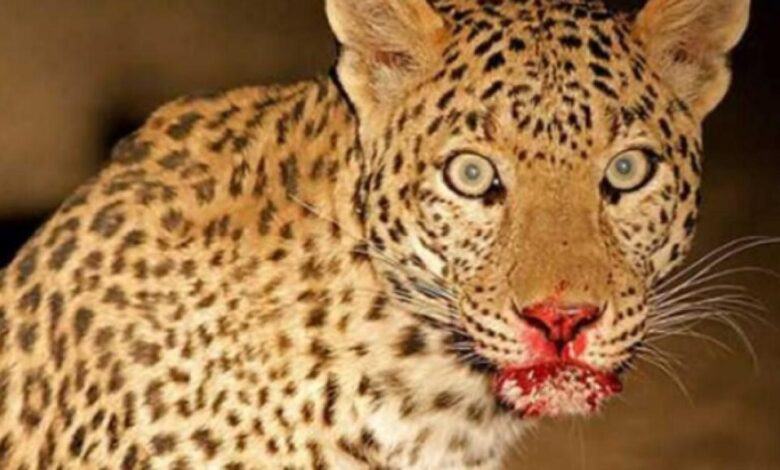 उत्तराखंड में यहां ढाई साल की बेटी को माँ की पीठ से ही झपट्टा मारकर उठा ले गया गुलदार।