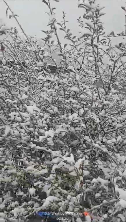 उत्तराखंड के उत्तरकाशी में सीजन की पड़ी पहली बर्फबारी, पर्यटको की खिली बाछे।