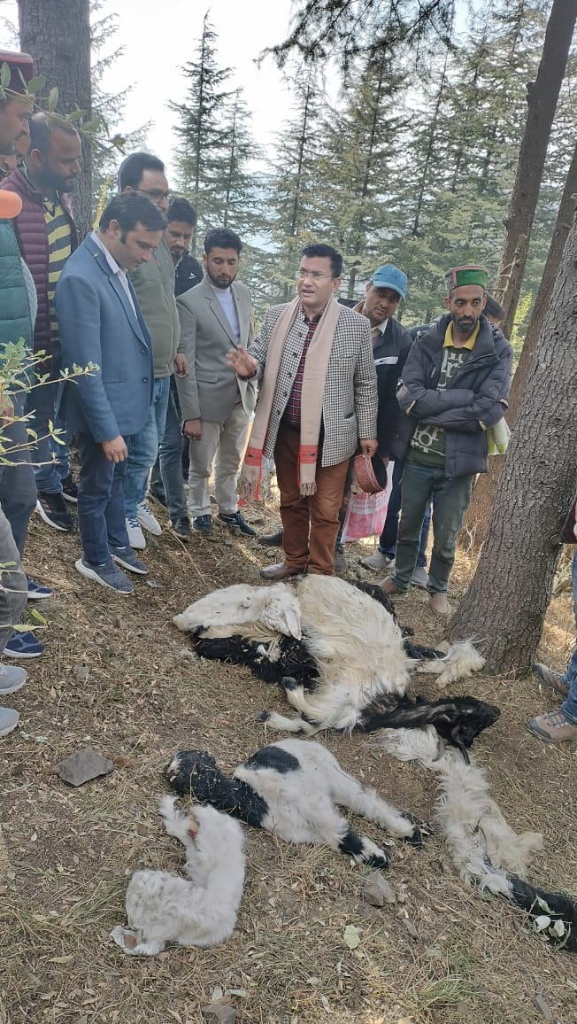 उत्तराखंड के उत्तरकाशी में 300 से अधिक भेड़ों की हुई अज्ञात बीमारी के चलते मौत।