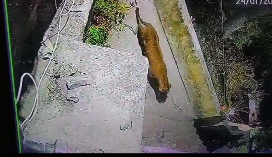 उत्तराखंड में अब इस शहर मे गली गली घूम रहा गुलदार देखिए वीडियो।