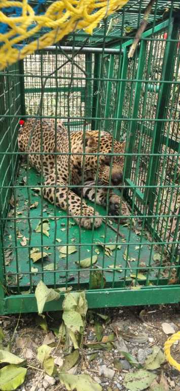 उत्तराखंड की राजधानी में दहशत का पर्याय बना गुलदार पकड़ा गया-दो बच्चों को बना चुका था अब तक निवाला, मसू।