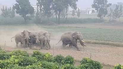 उत्तराखंड में यहाँ जब तेजी से गाडोवाली में खेतों से गुजरा हाथियों का झुंड, दौड़े लोग, मची अफरातफरी।