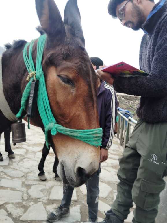 उत्तराखंड में केदारनाथ यात्रा, घोड़ा खच्चरो को लेकर आया ये बड़ा अपडेट।