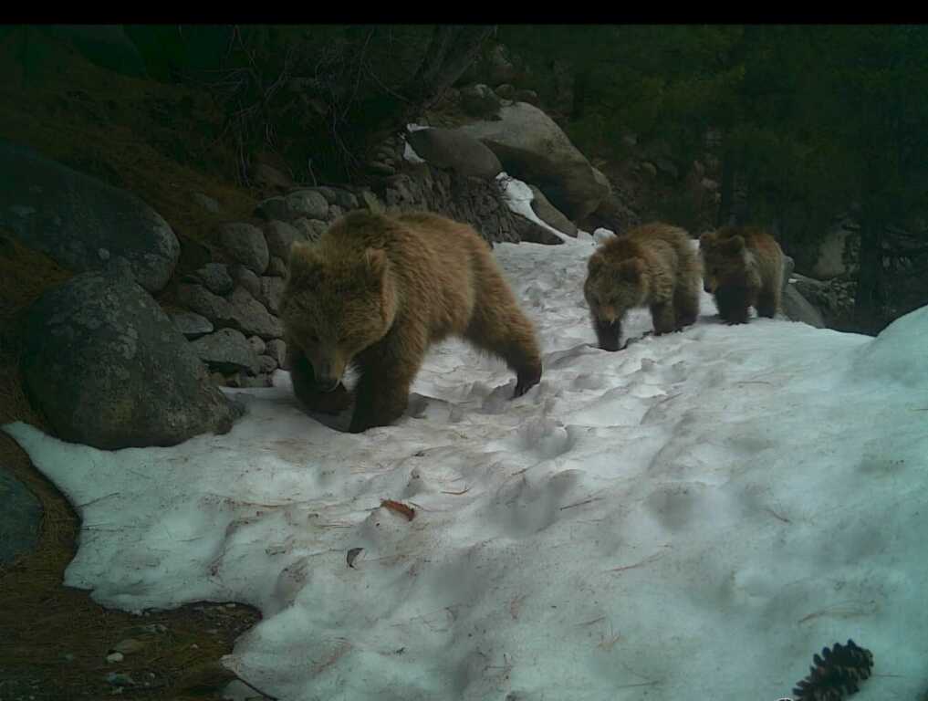 उत्तराखंड के उत्तरकाशी-गंगोत्री नेशनल पार्क में दुर्लभ वन्य जीवों की तस्वीरें कैद।