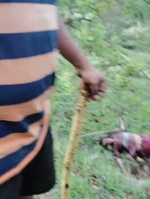 उत्तराखंड में पौड़ी गढ़वाल के द्वारीखाल ब्लॉक स्थित ग्राम पंचायत जवाड़ के हलसी गांव में गुलदार के हमले में एक महिला की मौत।