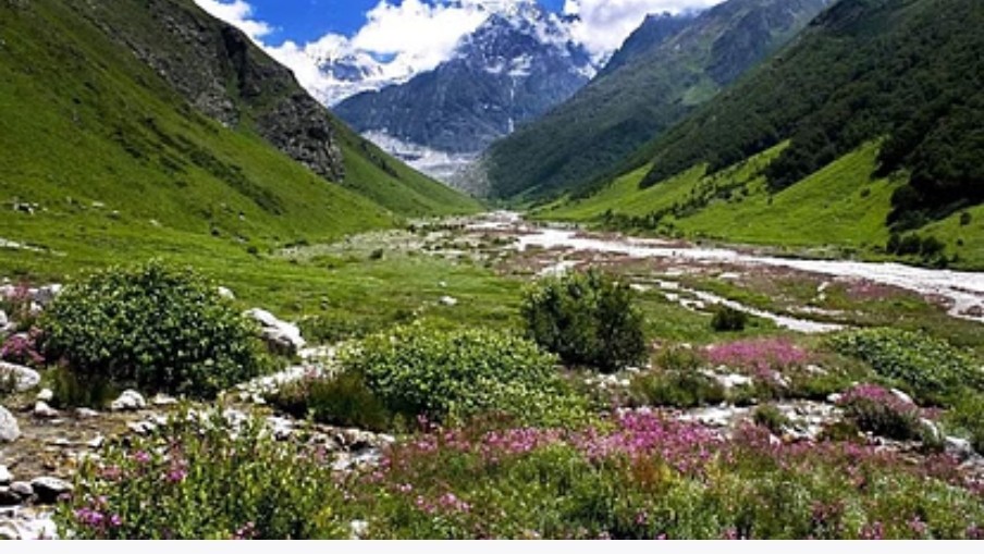 उत्तराखंड में विश्व प्रसिद्ध फूलों की घाटी में विदेशी पर्यटकों की बढ़ी संख्या, अब तक 3428 पर्यटक कर चुके सैर।