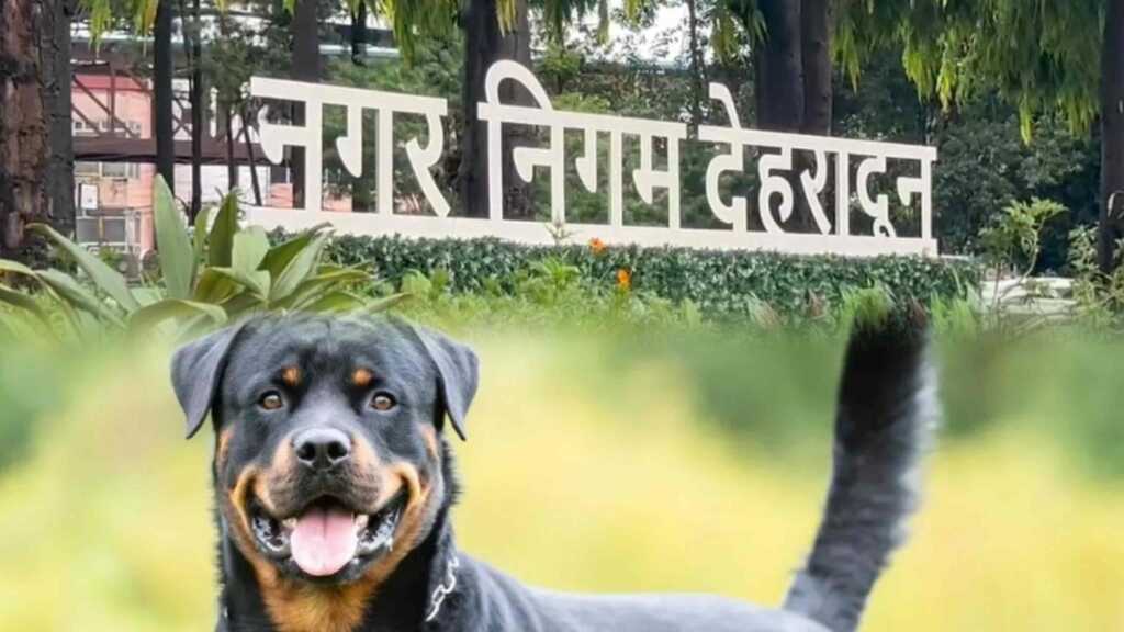 उत्तराखंड की राजधानी मे प्रतिबंधित डॉग ब्रीड पर सख़्ती की तैयारी, एक्शन मोड पर नगर निगम।