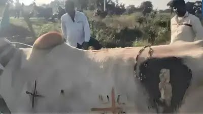 यहाँ गोवर्धन पूजा के दिन थाली में रखे मंगलसूत्र को प्रसाद समझकर निगल गया बैल, 14 दिनों तक पेट में रहा, फिर क्या हुआ ?