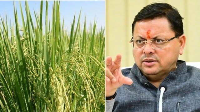 उत्तराखंड में फरवरी से अप्रैल धान की खेती नहीं कर पाएंगे, उत्तराखंड सरकार क्यों ले रही यह सख्त फैसला।