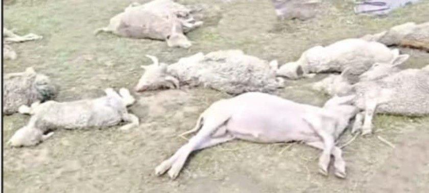 उत्तराखंड में यहाँ आकाशीय बिजली का कहर, 12ज्यादा भेड़-बकरियों की मौत।