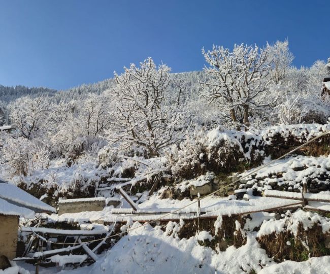 उत्तराखंड के उत्तरकाशी में वर्षा-बर्फबारी सेब बागवानी के लिए संजीवनी, अर्ली फ्लावरिंग का खतरा टला।