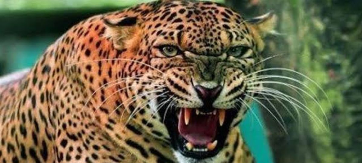 उत्तराखंड में यहाँ घर की चौखट से 4 साल की बच्ची को उठा ले गया गुलदार। 2 किमी दूर मिला शव।