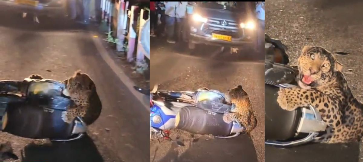 उत्तराखंड में यहाँ चलती बाइक पर झपटा गुलदार। बाइक में फंसा।