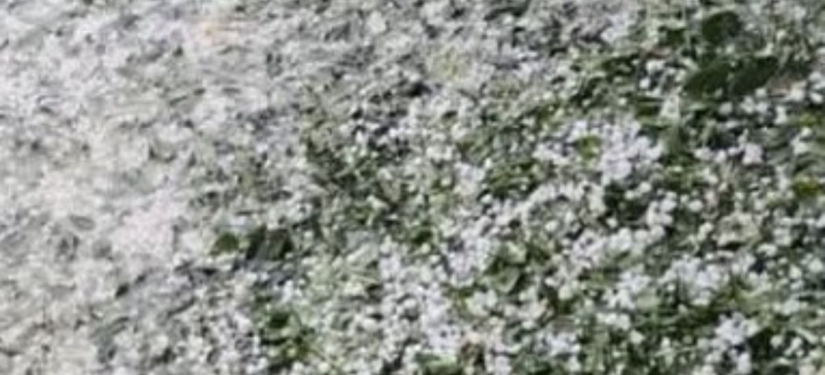 उत्तराखंड में ओलावृष्टि से तबाही, सेब-आड़ू की फसल बर्बाद, किसानों की बढ़ी चिंता।