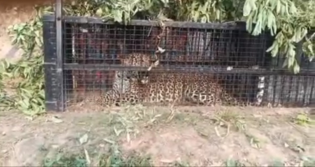 उत्तराखंड में यहाँ आखिरकार पकड़ा गया खूंखार गुलदार, ग्रामीणों में राहत।