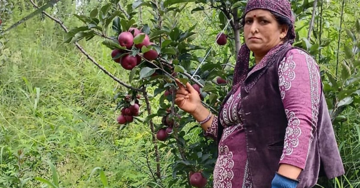उत्तराखंड में ओलावृष्टि और लगातार बारिश ने तोड़ी सेब उत्पादकों की कमर। दानों पर पड़े गहरे निशान, अब नहीं मिलेंगे अच्छे दाम।