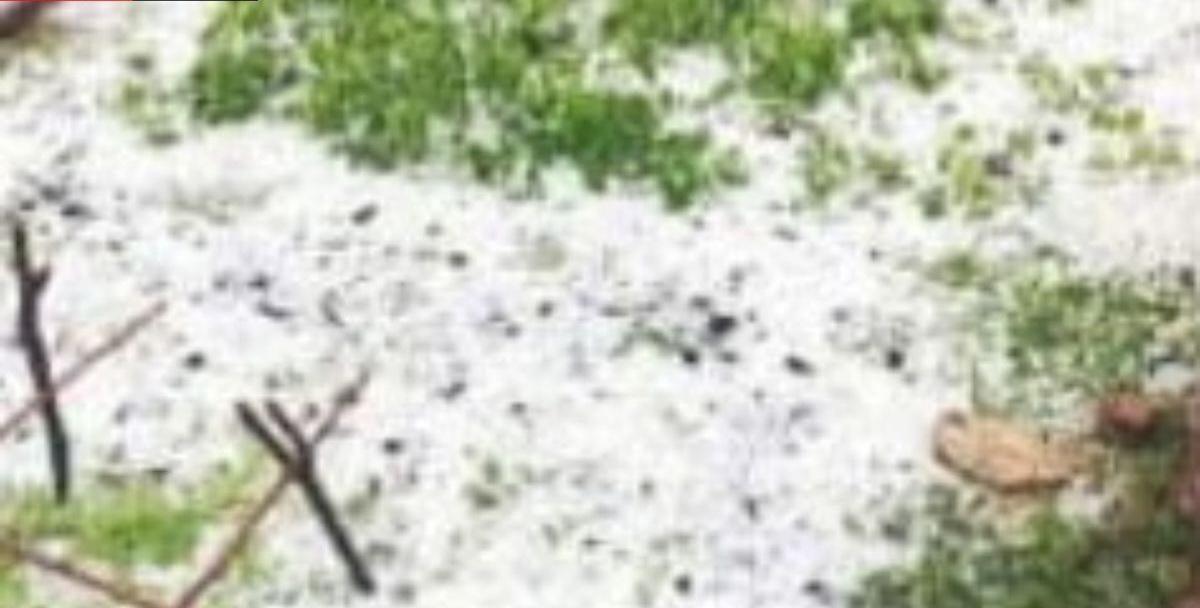 उत्तराखंड में भारी ओलावृष्टि से तबाह हुई फसलें, किसानों की मेहनत पर फिरा पानी।