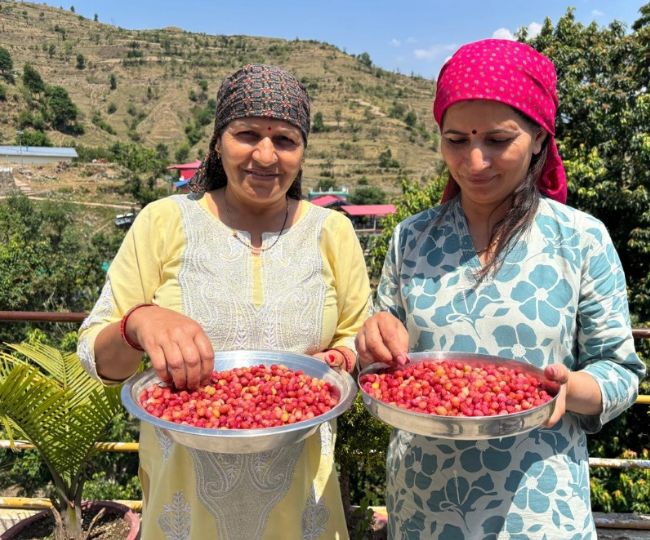 उत्तराखंड में देहरादून के जंगलों में लौटी खट्टे-मीठे काफल की बहार, स्वाद के साथ दे रहा है रोजगार।