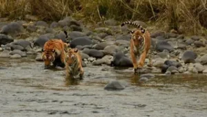 उत्तराखंड में थपेड़े मारती ‘हीट वेव’ से बेहाल वन्य जीव, कॉर्बेट टाइगर रिजर्व में रामगंगा बनी बाघों की लाइफलाइन।