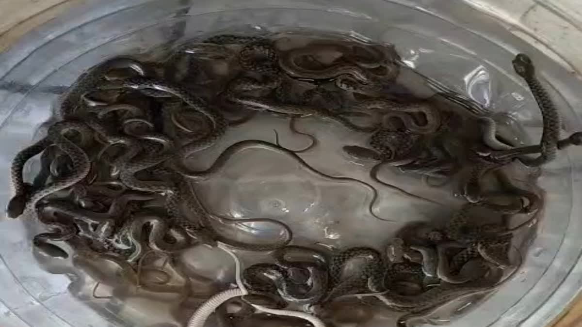 उत्तराखंड के हरिद्वार में पानी की टंकी में निकले 27 सांप, ग्रामीणों के उड़े होश, वन विभाग ने किया रेस्क्यू।