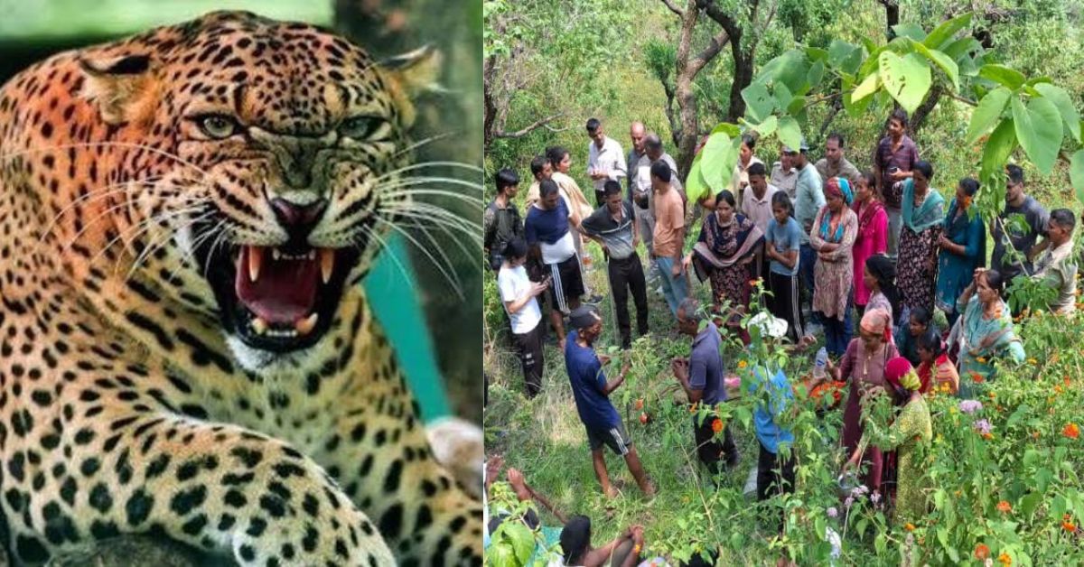 उत्तराखंड में दर्दनाक घटना: गुलदार का खूनी आतंक। घास काटने गई महिला को जंगल में घसीटकर मारा।