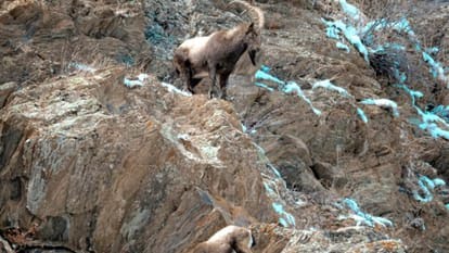 उत्तराखंड के नंदादेवी पार्क में दिखे हिमालयन थार, साइबेरियन विजल, काला भालू, 40 ट्रैप कैमरे खोलेंगे नए राज।