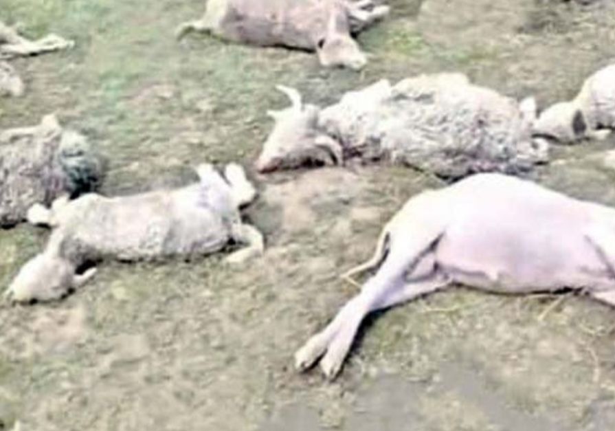 उत्तराखंड के चांगसील बुग्याल में आकाशीय बिजली का कहर । 150 से अधिक भेड़-बकरियों की मौत।