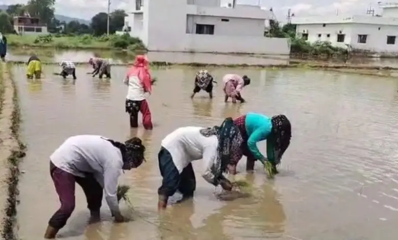 उत्तराखंड में विलुप्त होती दून बासमती की खुशबू फिर लौटेगी, सफल ट्रायल के बाद 2.2 दून बासमती की रोपाई शुरू, 160 किसानों ने 75 हेक्टेयर में संभाली खेती की कमान।