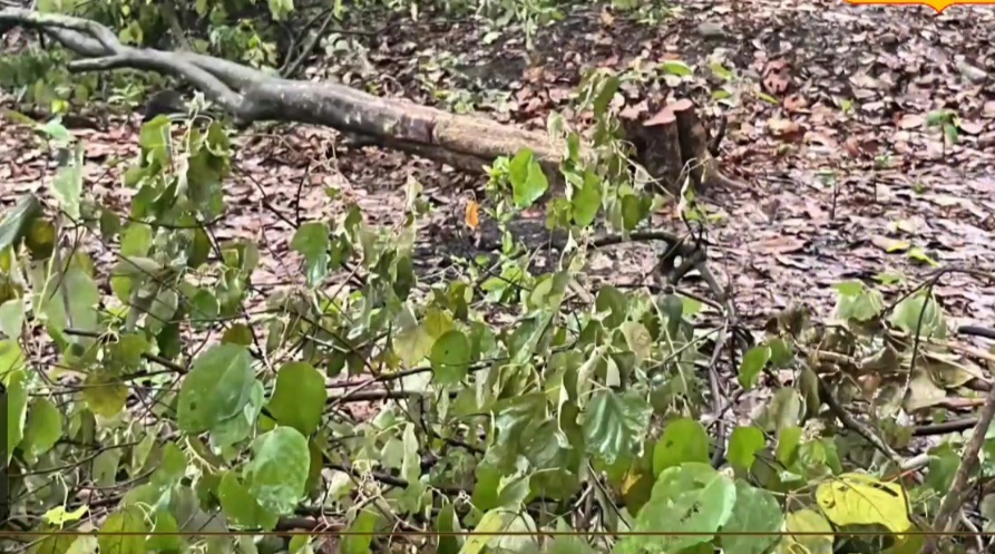 उत्तराखंड के ऋषिकेश में पेड़ों की कटाई पर लगी रोक, जानिए क्या बोले पर्यावरणविद।