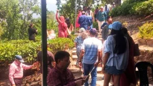 उत्तराखंड में कौसानी के चाय बागान मानसून में भी बने पर्यटकों की पहली पसंद, रिकॉर्ड तोड़ सैलानी पहुंचे।
