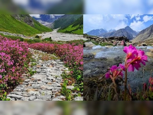 उत्तराखंड की धरती पर फूलों की कालीन से सजी फूलों की घाटी, ब्रह्मकमल और कस्तूरी मृग का दीदार।