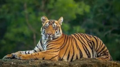 उत्तराखंड में हल्द्वानी के जमरानी बांध क्षेत्र में टाइगर कॉरिडोर पर असमंजस, लोकेशन तय न होने से पुलों का डिजाइन अटका।